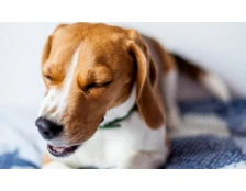 Как лечить кашель у собак