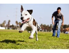 Как найти собаку если она потерялась