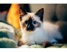 Новорожденный котёнок: чем кормить и как ухаживать