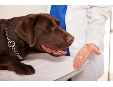 Как давать таблетку питомцу