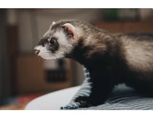 Чем кормить и как ухаживать за хорьком