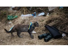 Питомец в условиях войны