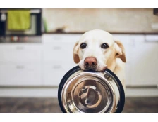 Что делать, если из магазинов исчез корм