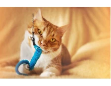 Первые покупки для кота