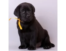 Капли, шампуни, ошейники. Какие средства от блох лучше?