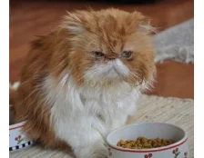 Как узнать, что корм не подходит для Вашего кота