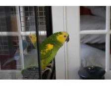 Какие клетки для птиц лучшие?