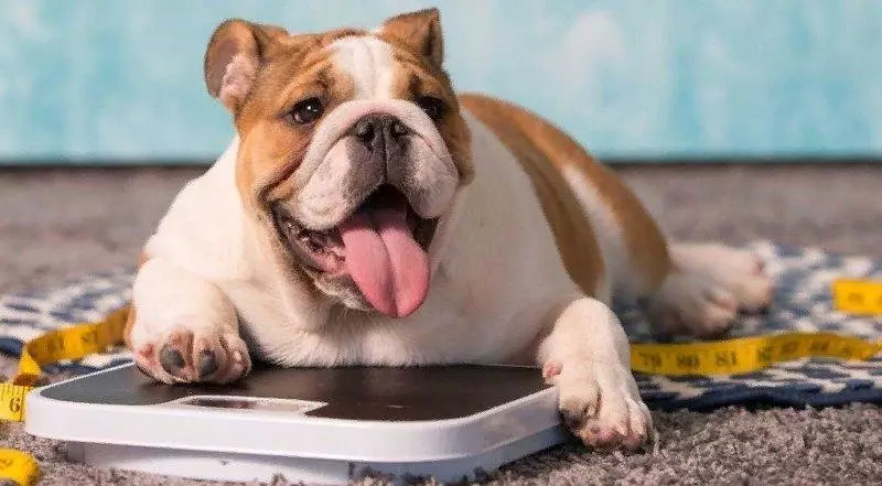 Цукровий діабет у собаки