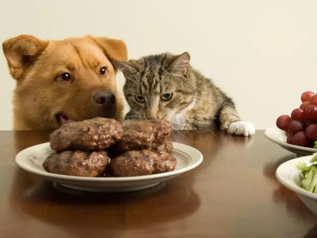 Шоколад собакам їсти не можна!