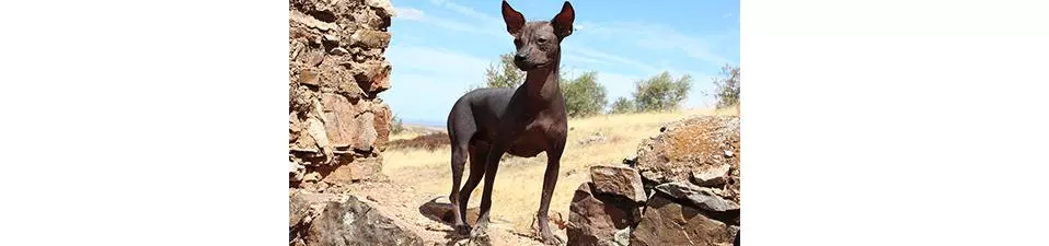 Безшерсті собаки Безшерсті собаки
