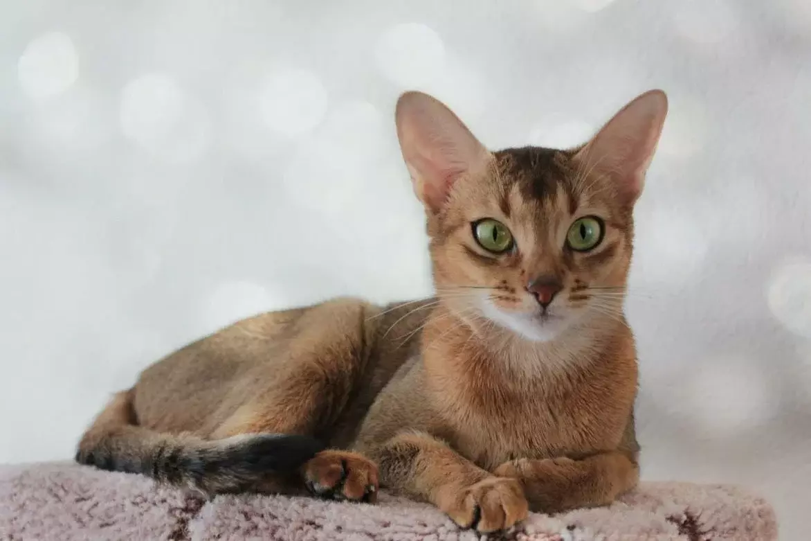 Абіссінська порода котів Абіссінська порода кишок