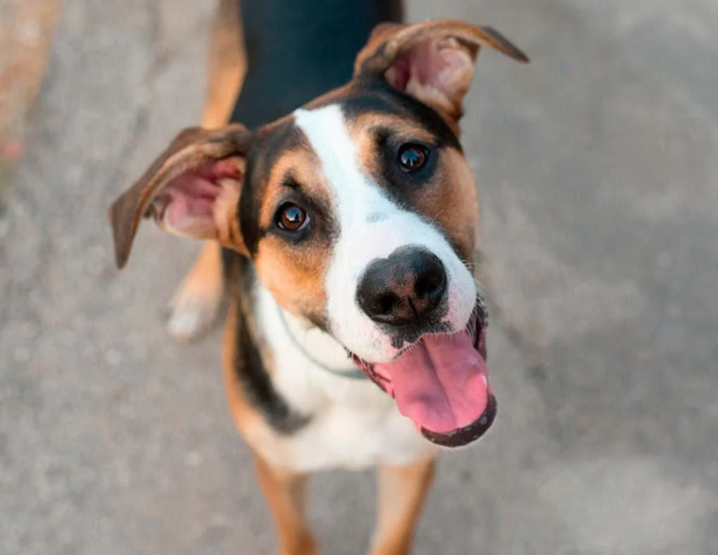 Скільки років живуть собаки Скільки років живуть собаки
