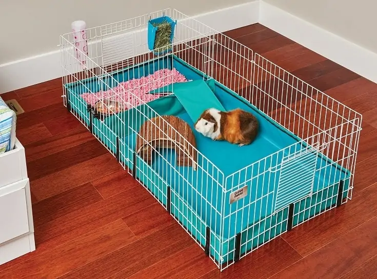 Помилки, які допускають господарі морських свинок Помилки, які допускають господарі морських свинок