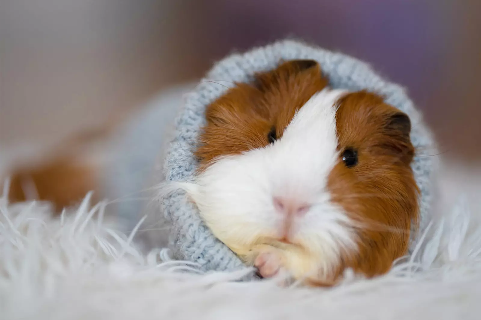 Помилки, які допускають господарі морських свинок Помилки, які допускають господарі морських свинок