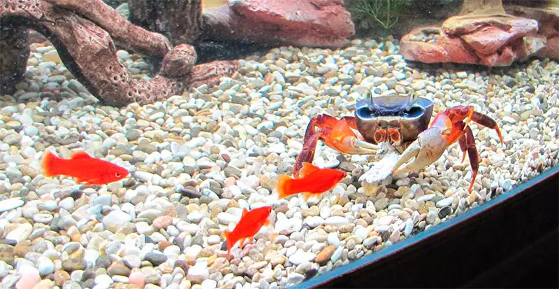 Утримання краба в акваріумі