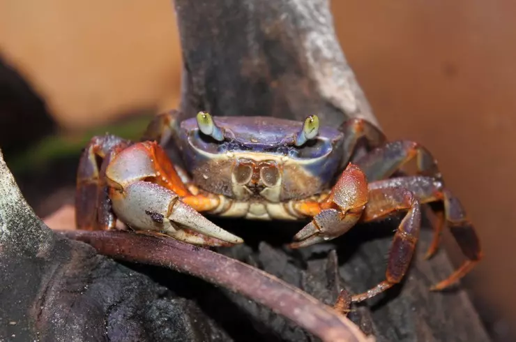 Утримання краба в акваріумі
