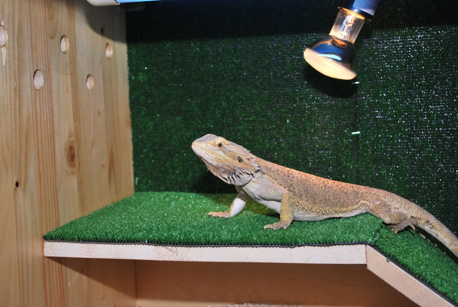 Ящірка вдома