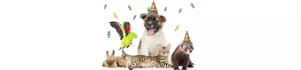 Які є свята для тварин і коли їх відзначати