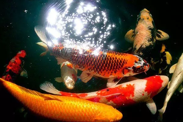 Особенности содержания Карпов Кои в аквариуме и пруде