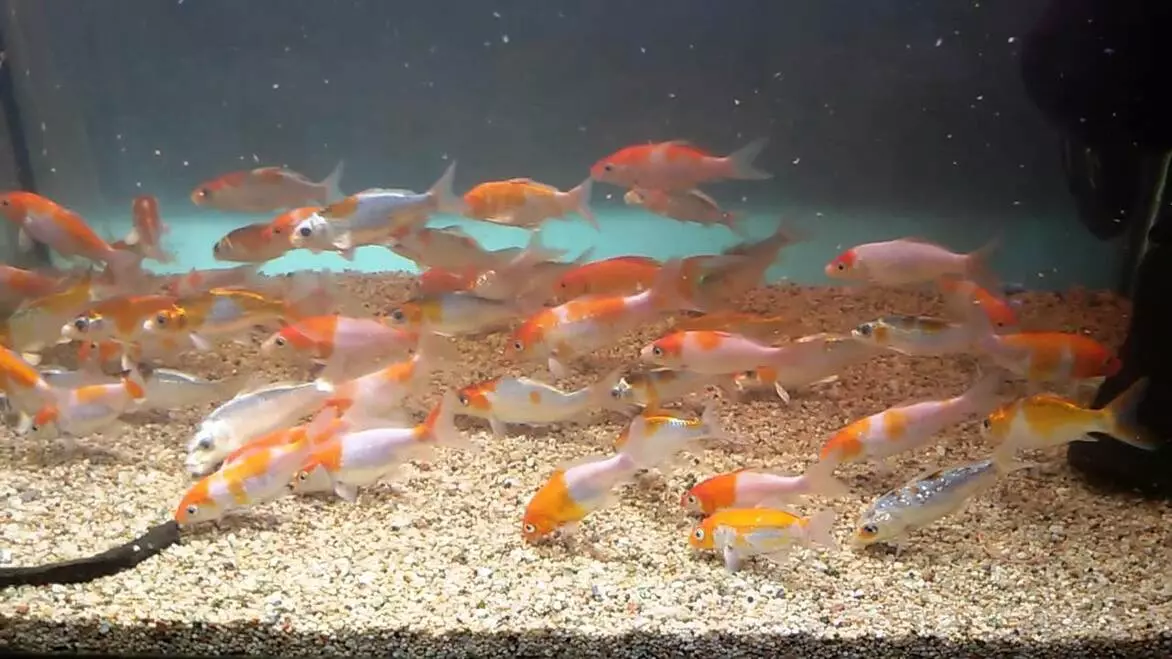 Особенности содержания Карпов Кои в аквариуме и пруде