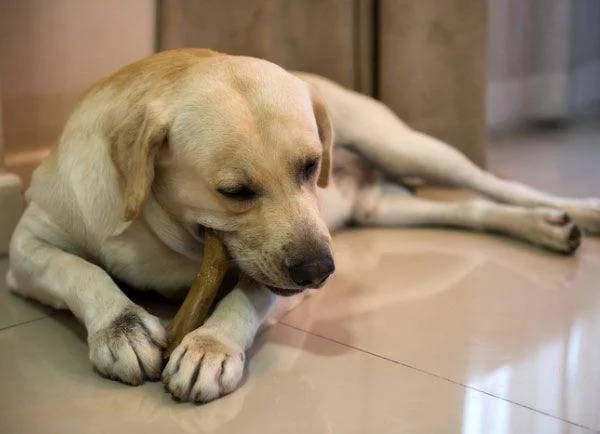 Як правильно чистити зуби собаці Як правильно чистити зуби собаці