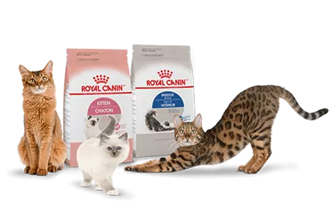 Найкращий корм для котів та собак - Royal Canin