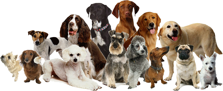 Кращі породи собак для квартири - ТОП 10. Кращі породи собак для квартири - ТОП 10.