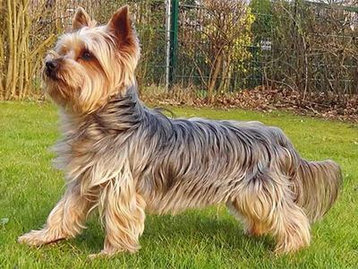 Кращі породи собак для квартири - ТОП 10. Кращі породи собак для квартири - ТОП 10.