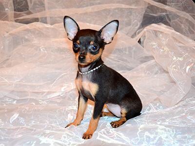 Кращі породи собак для квартири - ТОП 10. Кращі породи собак для квартири - ТОП 10.