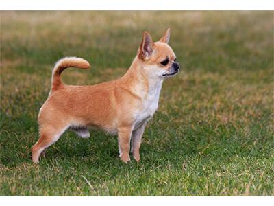 Кращі породи собак для квартири - ТОП 10. Кращі породи собак для квартири - ТОП 10.