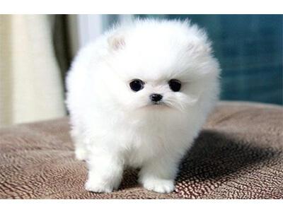 Кращі породи собак для квартири - ТОП 10. Кращі породи собак для квартири - ТОП 10.