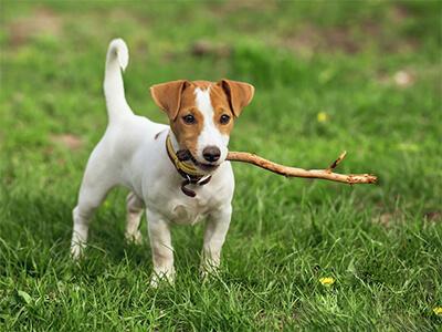 Кращі породи собак для квартири - ТОП 10. Кращі породи собак для квартири - ТОП 10.