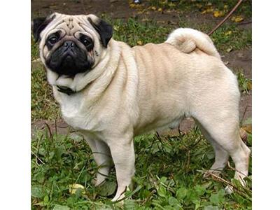 Кращі породи собак для квартири - ТОП 10. Кращі породи собак для квартири - ТОП 10.