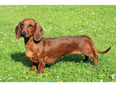 Кращі породи собак для квартири - ТОП 10. Кращі породи собак для квартири - ТОП 10.