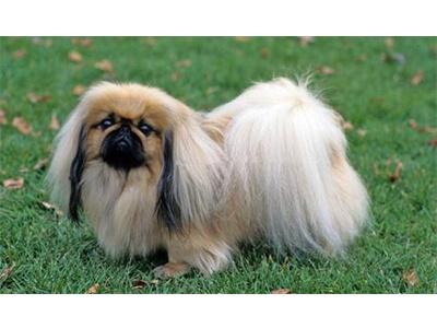 Кращі породи собак для квартири - ТОП 10. Кращі породи собак для квартири - ТОП 10.