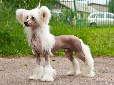 Кращі породи собак для квартири - ТОП 10. Кращі породи собак для квартири - ТОП 10.