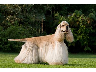 Кращі породи собак для квартири - ТОП 10. Кращі породи собак для квартири - ТОП 10.