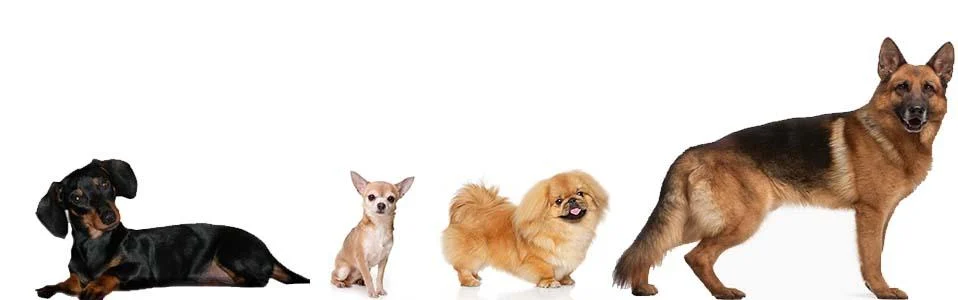 Кращі корми для собак - Актуальний рейтинг Кращі корми для собак - Актуальний рейтинг