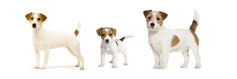 Кращі корми для собак - Актуальний рейтинг Кращі корми для собак - Актуальний рейтинг