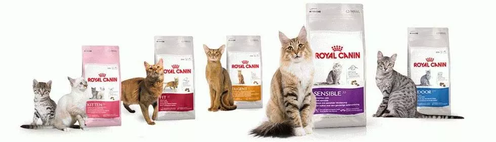 Чим правильно годувати кота - Поради щодо вибору корму Чим правильно годувати кота - Поради щодо вибору корму