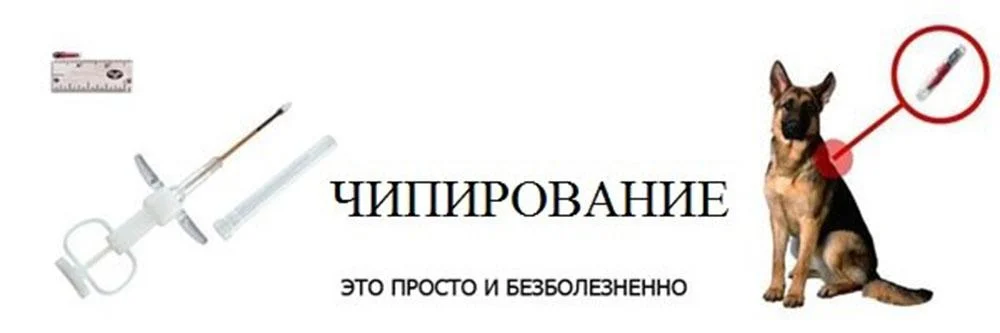 Чіпування собак в Україні - Навіщо потрібні чіпи для собак Чіпування собак в Україні - Навіщо потрібні чіпи для собак