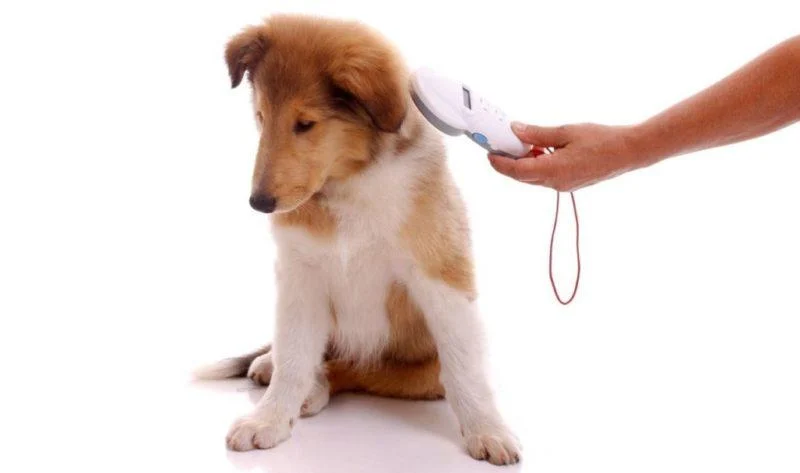 Чіпування собак в Україні - Навіщо потрібні чіпи для собак Чіпування собак в Україні - Навіщо потрібні чіпи для собак