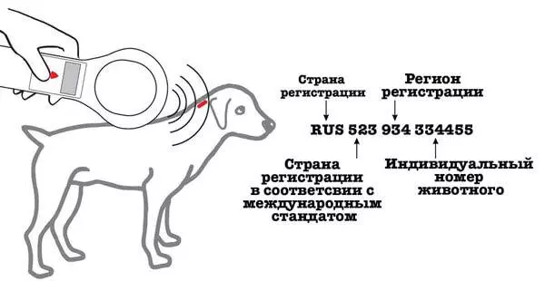 Чіпування собак в Україні - Навіщо потрібні чіпи для собак Чіпування собак в Україні - Навіщо потрібні чіпи для собак