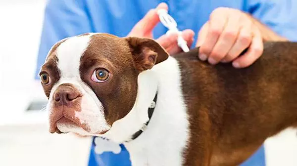 Чіпування собак в Україні - Навіщо потрібні чіпи для собак Чіпування собак в Україні - Навіщо потрібні чіпи для собак