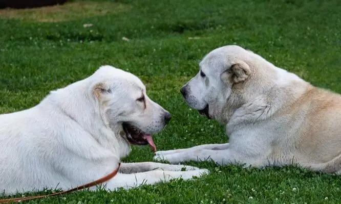 Собака породи алабай