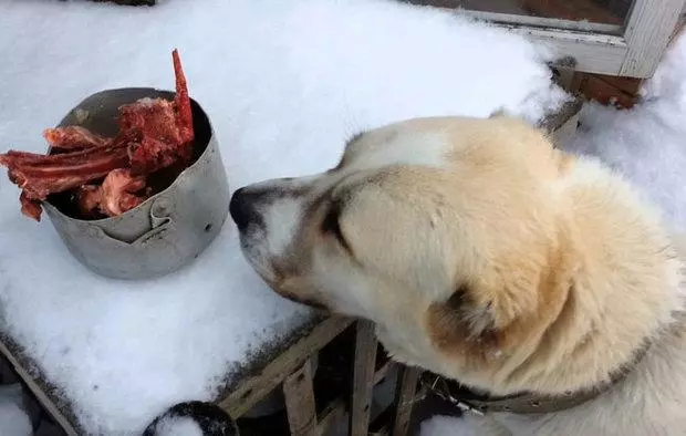 Собака породи алабай