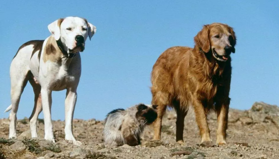 Кіно про собак - ТОП-11 фільмів