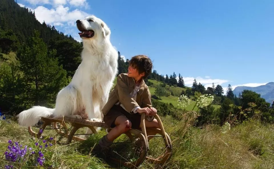 Кіно про собак - ТОП-11 фільмів