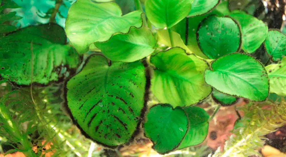 Як боротися з водоростями в акваріумі