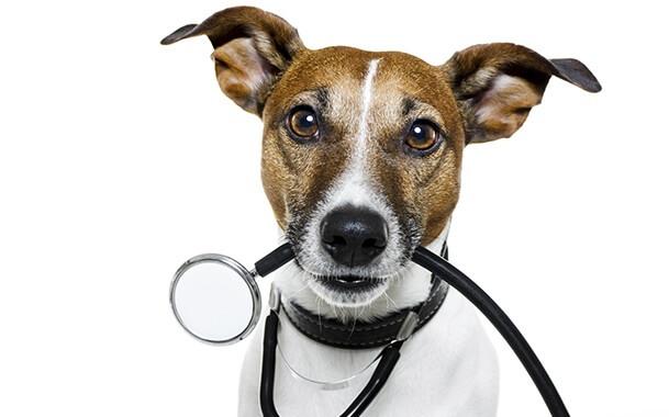 Особливості породи собаки Джек Рассел